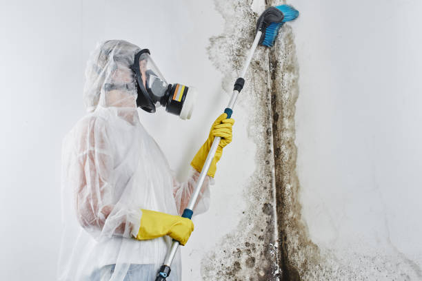Best Residential Mold Removal  in Bondurant, IA