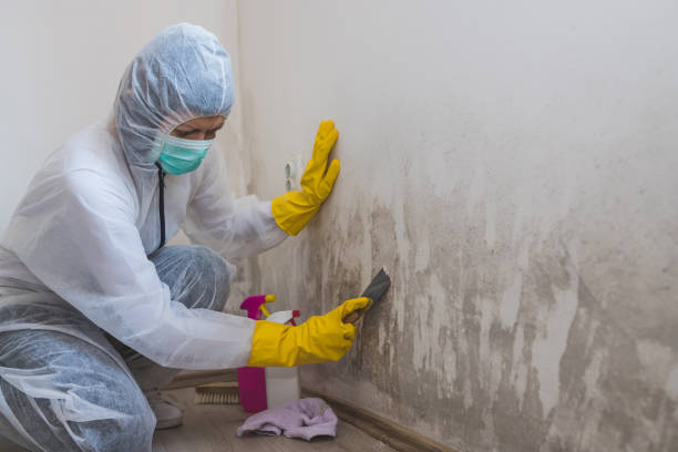 Mold Removal Process in Bondurant, IA