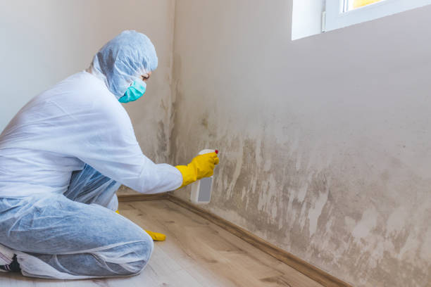 Attic Mold Removal in Bondurant, IA