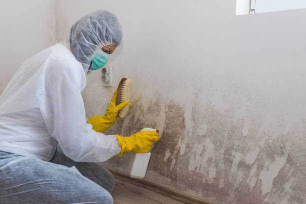 Best Professional Mold Removal  in Bondurant, IA