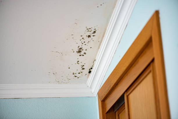 Best Affordable Mold Removal  in Bondurant, IA