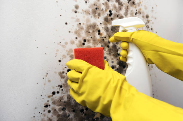 Best Local Mold Removal Service  in Bondurant, IA