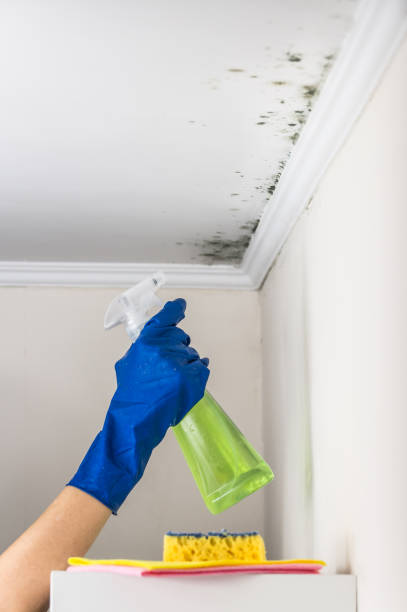 Best Fast Mold Removal  in Bondurant, IA